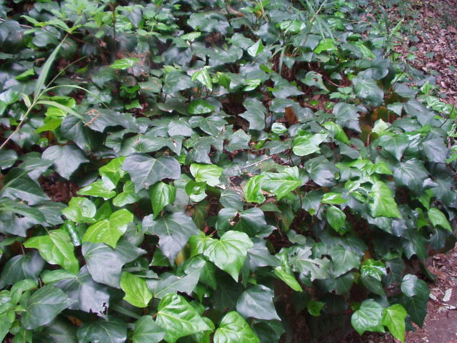 Canaries Ivy